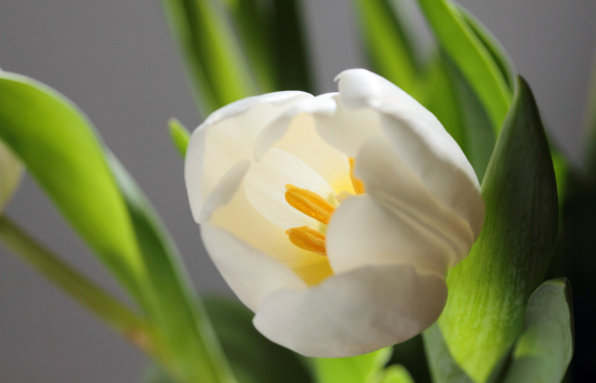 Tulipán blanco — naturaleza como referencia interna
